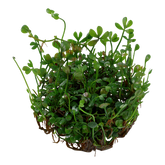 010B TC Marsilea crenata